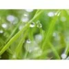 Spritzschutz-Rückwand WandArt Easy 80 Cm X 58,5 Cm Grass (D4002P BRIL) FSC®