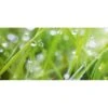 Spritzschutz-Rückwand WandArt Easy 120 Cm X 58,5 Cm Grass (D4002P BRIL) FSC®
